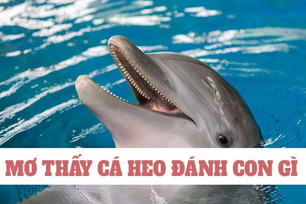 Cá heo số mấy? Nằm mơ thấy cá heo đánh con gì may mắn