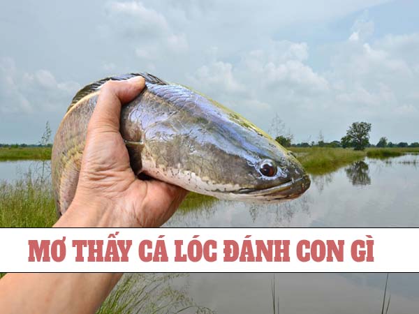 Mơ thấy cá lóc đánh con gì? Thấy cá lóc chọn số mấy hay về nhất 3