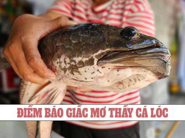 Mơ thấy cá lóc đánh con gì? Thấy cá lóc chọn số mấy hay về nhất