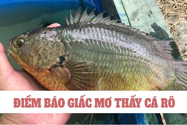 Mơ thấy cá rô là số mấy? Nằm mơ thấy cá rô đánh con gì 3