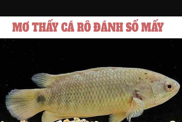 Mơ thấy cá rô là số mấy? Nằm mơ thấy cá rô đánh con gì