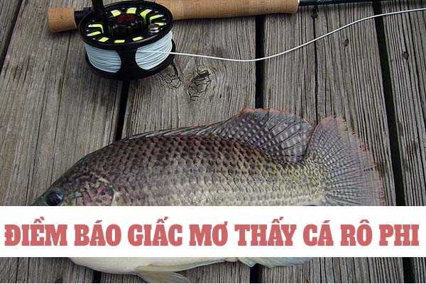 Cá rô phi số mấy? Nằm mơ thấy cá rô phi đánh con gì 1