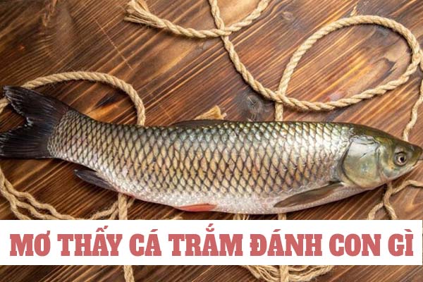 Con cá trắm số mấy? Nằm mơ thấy cá trắm đánh số gì