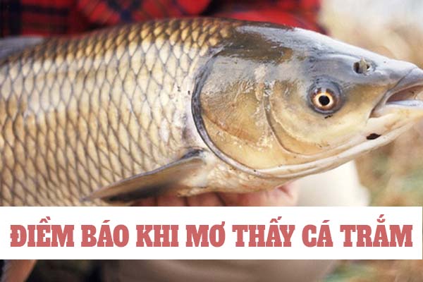 Con cá trắm số mấy? Nằm mơ thấy cá trắm đánh số gì 2