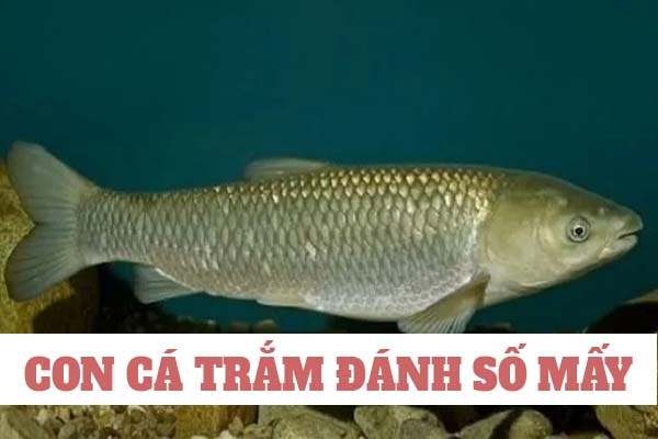 Con cá trắm số mấy? Nằm mơ thấy cá trắm đánh số gì 1