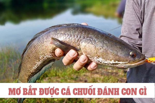 Mơ bắt được cá chuối đánh con gì nên đánh số mấy may mắn nhất