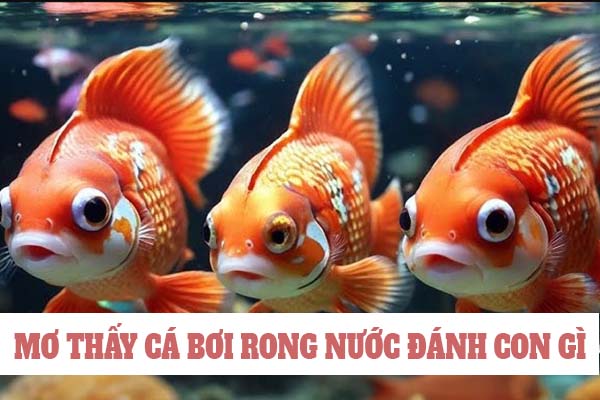 Mơ thấy cá bơi trong nước đánh con gì? Đâu là con số may mắn nhất