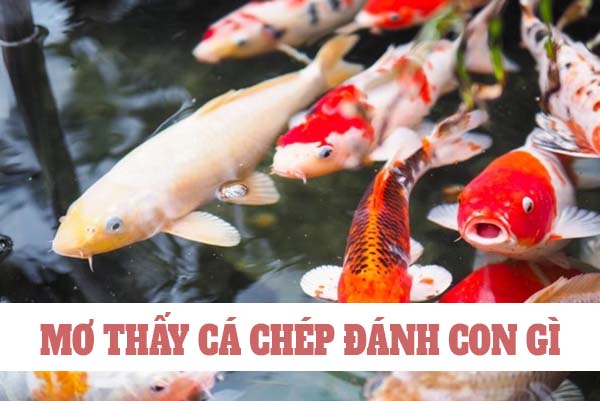 Cá chép số mấy? Nằm mơ thấy cá chép đánh con gì chuẩn xác 2