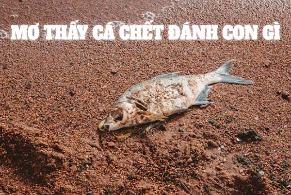 Mơ thấy cá chết đánh con gì nên chọn con số phát tài nào