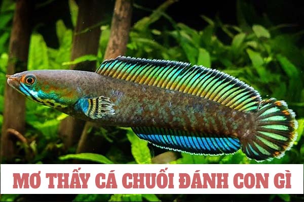 Con cá chuôi số mấy? Nằm mơ thấy cá chuôi đánh con gì hôm sau