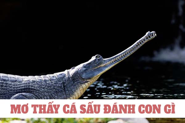 Con cá sấu số mấy? Nằm mơ thấy cá sấu đánh con gì dễ trúng thưởng