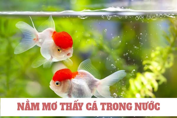 Ý nghĩa tâm linh khi nằm mơ thấy cá và nước