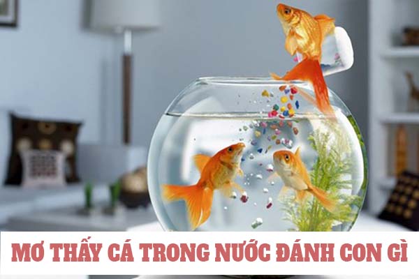 Nằm mơ thấy cá và nước đánh con gì? Nên chọn số mấy