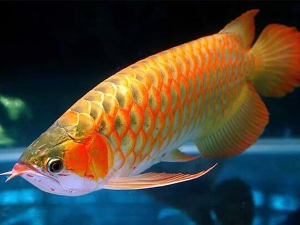Ngủ mơ thấy cá trên cạn đánh con gì?
