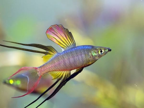 Mơ thấy cá trên cạn báo hiệu điềm gì sắp tới