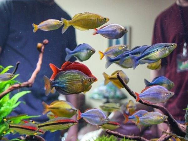 Điềm báo từ giấc mơ thấy nhiều cá muốn báo hiệu điều gì