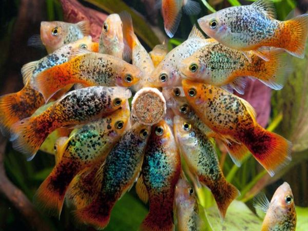 Điềm báo từ giấc mơ thấy nhiều cá muốn báo hiệu điều gì 2