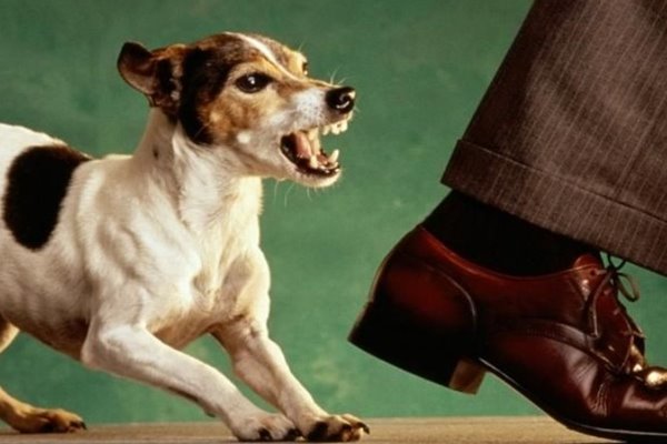 Ngủ mơ bị chó cắn vào chân chảy máu điềm báo gì? Đánh con gì