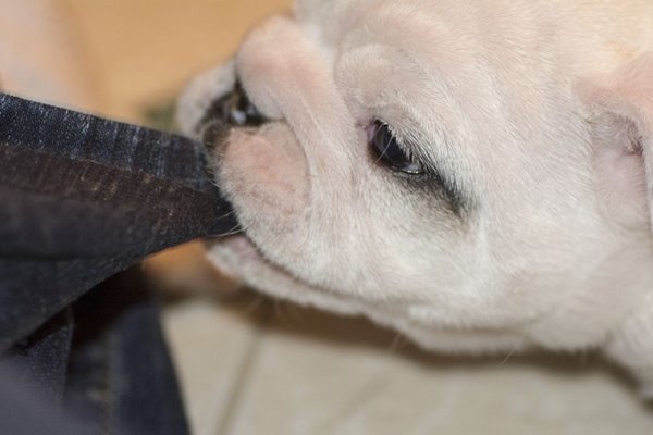 Ngủ mơ bị chó cắn vào chân chảy máu điềm báo gì? Đánh con gì 3