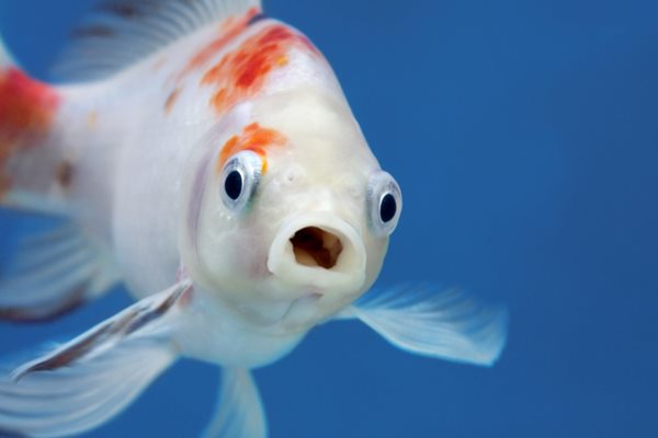 Nằm mơ thấy cá và nước giải mã chi tiết ý nghĩa phong thủy tâm linh 1 Nằm mơ thấy cá và nước giải mã chi tiết ý nghĩa phong thủy tâm linh 1