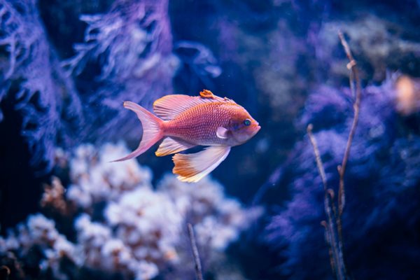 Nằm mơ thấy cá và nước giải mã chi tiết ý nghĩa phong thủy tâm linh 2 Nằm mơ thấy cá và nước giải mã chi tiết ý nghĩa phong thủy tâm linh 2